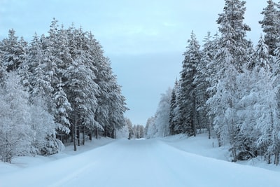 白天，雪覆盖了树木